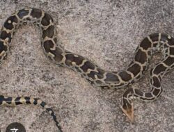 खेतों के बीच निकला दस फीट लंबा अजगर, वन विभाग की टीम ने किया रेस्क्यू