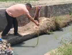 सरस्वती महाविद्यालय में जहरीला सांप निकलने से मची अपरा तफरी, वमुश्किल पकड़ा