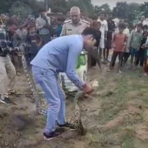 सुसायत कलां के खेतों में निकला 12 फीट लंबा अजगर, ग्रामीणों में मचा हड़कंप