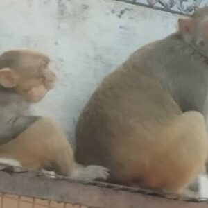 Hathras; बंदर के हमले से स्कूटी गिरी, दंपती और मासूम घायल